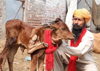 A farmer has been offered £2,400 for his cow by a cult after it was born with five legs - and SEVEN FEET. See SWNS story SWCOW: Abhinav Abrol, 24, has been inundated with visitors hoping to see the two-day-old calf which is apparently fit and healthy - despite the extra limb. Worshipers think the cow - a sacred animal in the Hindu religion - is a "lucky charm" and one "cult" has offered him 200,000 rupees for the animal, local sources said. But Mr Abrol from Ludhiana district in Punjab, India, has refused to sell the baby cow which has a fifth leg next to its neck - which has three extra feet.