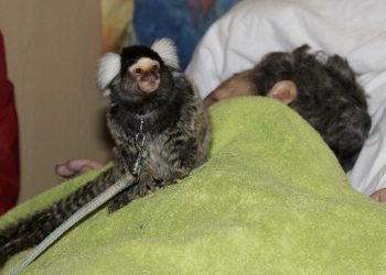The marmoset with Ian Cadman at Wigan and Leigh Hospice. See Ross Parry story RPYMONKEY; A dying cancer patient spent his final hours with one of his favourite animals after a hospice arranged a visit - from a pet MONKEY.Monkey-mad Ian Cadman, 58, who owns over 800 cuddly replica toys of the tree-swinging creatures, met two-year-old marmoset Millie on his final day on earth. His declining ill-health meant staff at Wigan and Leigh Hospice, Grt Mancs., couldn't carry out their surprise visit to nearby Knowsley Safari Park for him.