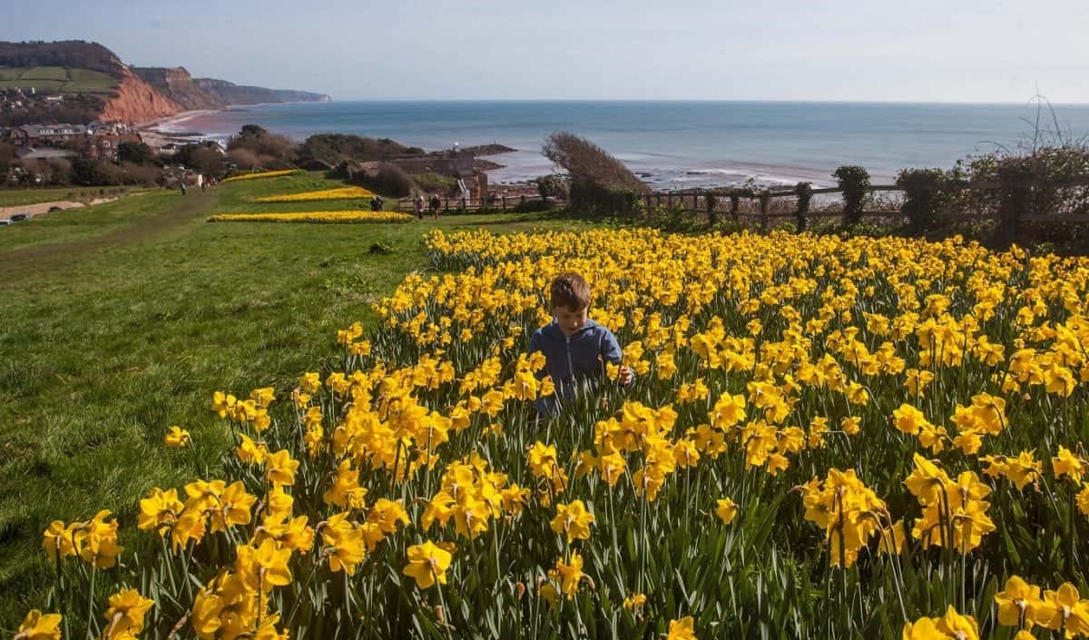 Thomas aged 11, plays amongst daffodils that have come into bloom in Sidmouth, Devon. 13/03/2017 See SWNS story SWDAFFS; These photos show a seaside resort lit up by a stunning sea of daffodils thanks to the dying wish of a millionaire. Wealthy ex-pilot Keith Owen left £2.3m in his will to create a 'valley of a million bulbs' in Sidmouth in south Devon. Mr Owen, a US businessman, made the unusual bequest after falling in love with the pretty seaside town. His wish was fulfilled - and now the sweeping swathes of stunning daffodils illuminate the town each spring.