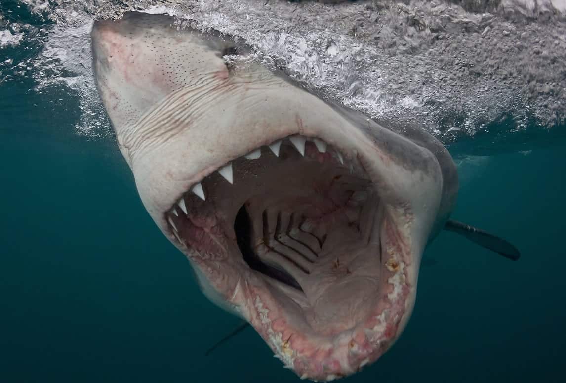 ***EMBARGOED UNTIL 00.01AM GMT FRIDAY17 MARCH 2017***
Bronze in Sharks category - Chris Perkins from South Africa. Great White Shark charges in South Africa, taken with a pole camera. One of the amazing prize winning underwater pictures from a major competition. More than 5,000 pictures were entered for the underwaterphotography.com contests across 17 categories - from above water, to wide angle,sharks and even underwater fashion featuring models. See National story NNAQUA; From a charging great white shark to sunlight streaming into a sinkhole these are just some of the amazing prize winning underwater pictures in a worldwide competition. More than 5,000 pictures were entered for the underwaterphotography.com contest across 17 categories - from above water, to wide angle,sharks and even underwater fashion featuring models. Pictures range from a sperm whale with its mouth open warning off a diver to a turtle reflected in another diver's mask on the Great Barrier Reef. Brit Nick Blake won a gold medal in the wide angle natural light category for his stunning shot of a diver in the Kukulkan Cenote, a sinkhole in Yucatan Peninsula, Mexico.