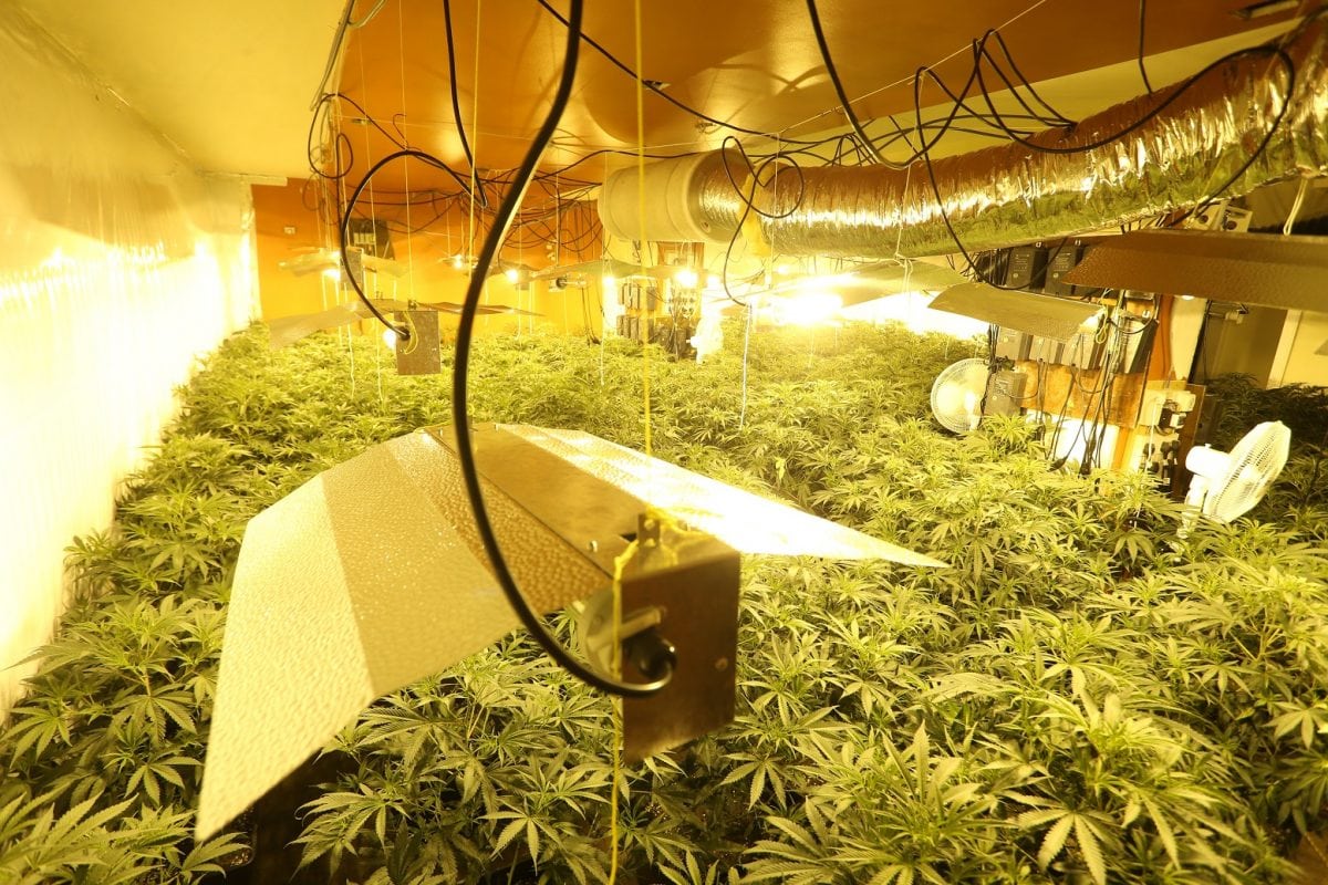 The cannabis farm discovered in Brinsley. Cannabis plants with a street value of half a million pounds have been found inside a disused restaurant. See NTI story NTIWEED. Residents living near the former Farm House Restaurant in Brinsley - which has been disused for more than a year - had believed it was being renovated, with workers boarding up the site around two months ago. But after Nottinghamshire Police were alerted about excessive electricity use from the property by Western Power Distribution, officers kicked down the doors of the Cordy Lane site on Wednesday morning to find more than 1,000 cannabis plants growing inside. The plants were being grown through some 10 rooms spread over two floors.