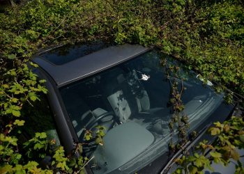 Here's Britain's most overgrown car which has been abandoned for three years - but only has gearbox issues. See SWNS story SWCAR.  The Renault has been left on private land since 2014 and is completely swamped by wildlife.  It now resembles something out of the film 'The Day of the Triffids' as nature grows around it.  Locals in Plymstock, Devon fear the owner has abandoned the car and moved away.