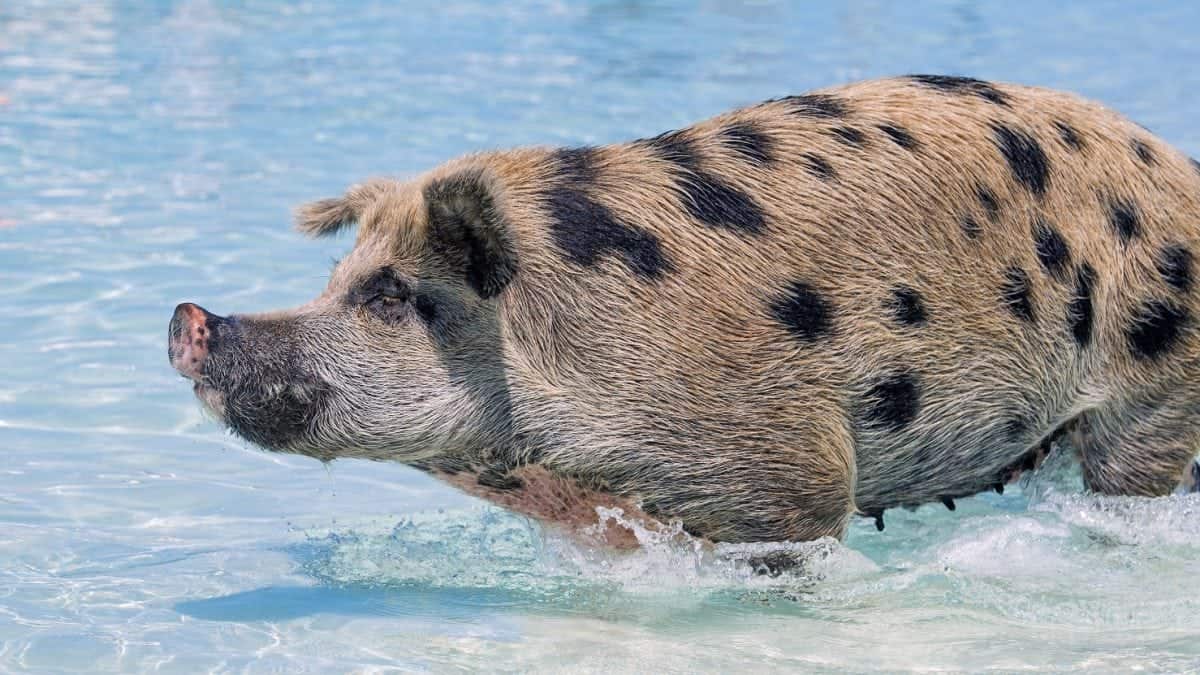 Swimming pigs on the island of Exuma in the Bahamas. See Masons copy MNPIGS: As temperatures soar across the UK these adorable shots show a group of pigs cooling off by swimming and frolicking in crystal clear water. The fun snaps, were taken by photographer Emmanuel Keller, 39, in the Bahamas at its famous 'Pig Beach' last month. This is on the island of Exuma which is uninhabited by humans but takes its unofficial name due to the colony of pigs that lives there.