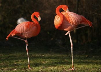 Stock photo of flamingoes each standing on on leg. See National News story NNPINK: A flamingo stands on one leg because it takes less effort than using two, according to new research. It is possibly the animal kingdom's most iconic pose and the reason for it has remained one of the greatest mysteries in nature. Now, in the first study of its kind, scientists reckon they have come up with a simple solution. The famous long necked pink bird with stick like legs, which at five feet tall is among the biggest on Earth, would risk toppling over if it didn't!