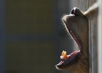 Iraq, Mosul | 2017 03 | FOUR PAWS rescue mission of bear Lula and lion Simba from Montazah Al-Morour Zoo in Mosul. Here: Bear Lula in her enclosure.