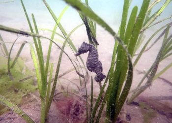 A Short Snouted Seahorse (Hippocampus Hippocampus) an extremely rare breed of seahorse has been seen off the coast of Devon. See SWNS story SWSEAHORSE; An extremely rare breed of seahorse has been found - in British waters. The Short Snouted Seahorse - also known as Hippocampus Hippocampus - was found by experts off the coast of Devon. Its native habitat is the south west waters but there has been a sharp decline in sightings and it is currently endangered.
