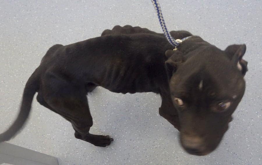 Maxie a staved Staffordshire bull terrier that was found by the RSPCA in Chesterfield, Derbyshire. See Ross story PRYDOG; These heartbreaking images show the shocking condition a dog was left in after being starved by its owner. When Staffordshire bull terrier Maxie was rescued by an RSPCA inspector he was so weak he stumbled up the stairs to a vet's practice. The neglected animal weighed 11kg when he was found, instead of the 18kg which is normal for a dog of his size. Chesterfield Magistrates' Court heard the dog was given a low body score of one out of nine and that he was so emaciated that he had no muscles in his legs. RSPCA inspector Rachel Leafe said: "When I took Maxie to the vet he was so weak.