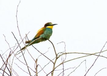 The Bee-Eaters at the Cemex quarry, in East Leake, Nottinghamshire.  See NTI story NTIBIRD.  Thousands of twitchers flocked to a village quarry to try and get a glimpse of a rare bird that hadn’t been seen for almost 50 years.  Bird watchers came out in their numbers when they descended on the site in order to get a sighting of the European bee-eater.  The yellow, blue and brown beauty is more often found in southern Europe and North Africa, and the last time one was spotted in Nottinghamshire was back in 1970.  But a total of seven birds have been spotted at the Cemex quarry on Lings Farm in East Leake, Notts., with the first being seen on Sunday (25/6).  The sighting got the bird watching community all in a flutter and prompted up to 1000 enthusiasts in the week to make their way to the site.  European bee-eaters have only been known to nest six times in Britain since 1920, but are becoming more common in recent years due to climate change.