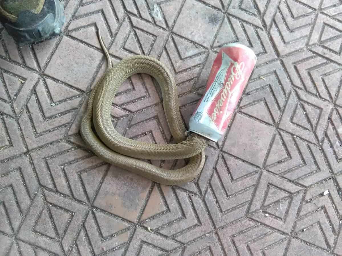 Vets saved a cobra which had been stuck inside a can of beer of four days. See SWNS story SWCOBRA; The highly venomous reptile had been crashing around the inside of an abandoned water tank with its head stuck inside an empty can of Budweiser. The terrified snake had almost slit its own throat and vets painstakingly cut away the metal and performed a two-hour op to stitch it back to health. The thirsty cobra found in the tank in Bhubaneshwar city in the southern Indian state of Odisha is expected to make a full recovery in around a month. Rescuer Subhendu Mallick, who took the cobra to vets at the Orissa University of Agriculture and Technology, said: "The cobra will be completely fine in one month. "If need be the snake may undergo another surgery. However, it is out of danger now, said Prof Jena. Such incidents, wherein snakes sustain injuries after getting their heads stuck in cans, are on the rise, said Subhendu Mallick. They usually venture inside cans in search of water.