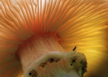 of the fungi.