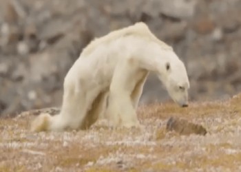 starving polar bear