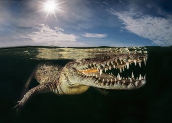 EMBARGOED UNTIL 00.01AM TUES APRIL 3 2018. A Mangrove lived american crocodile. See National copy NNDIVE: From a crocodile close-up to a rare shot of a deep-sea fish larva, these are just some of the amazing prize winning underwater pictures in a worldwide competition. More than 6,000 pictures were entered for the underwaterphotography.com contest across 17 categories - from macro close-ups to wide angle shots, with two Brits claiming gold medals. One of these was Tom St George who scooped a gold in the Wide Angle/Marine Life category with his shot of a American Crocodile in Banco Chinchorro Mexico, so close you can count the teeth.