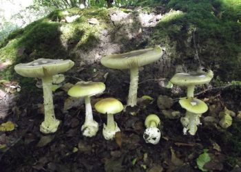 Deathcap Mushrooms