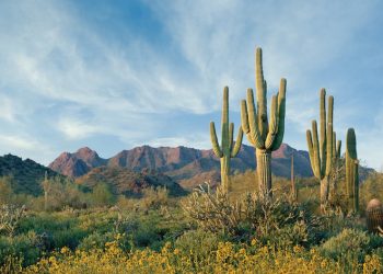 McDowell Mountain Preserve
Scottsdale, Arizona