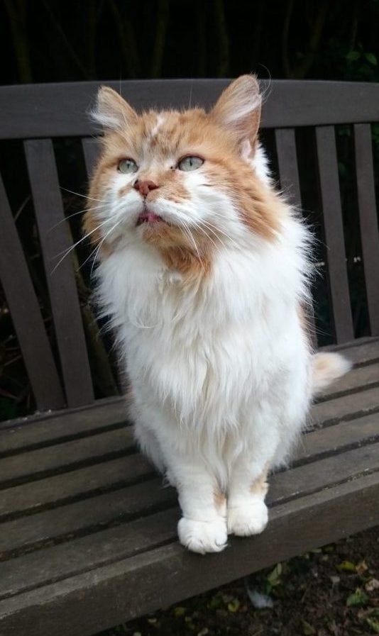 what is the oldest cat in the world