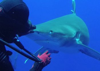 Leigh Cobb, 38, an ex-pat from Palm Beach, Florida removes a hook from a shark's mouth. See Masons copy MNHOOK: This incredible slow-motion video shows the moment when a brave diver pulled a hook from the mouth of a shark. The footage, taken on a conservation trip to the Bahamas, shows diver and marine biologist Leigh Cobb bait the oceanic white tip shark with a fish - before placing her left hand on the animal's nose and pulling out the hook with her right hand. The fearless diver - Leigh Cobb, 38, from Palm Beach, Florida - said that by placing her hand on the shark's nose it was momentarily hypnotised because all of a shark's senses are at the front of its face.