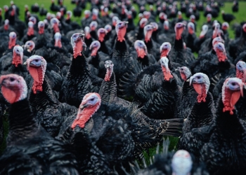 KellyBronze Wild Turkey | Photo: www.kellybronze.co.uk