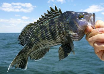 Fish - stock image