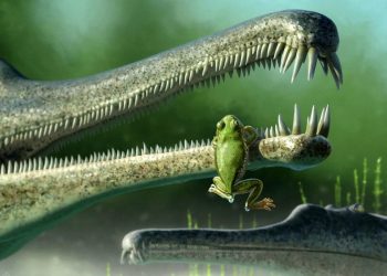 Frog ancestor