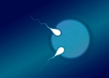 Sperm enters egg