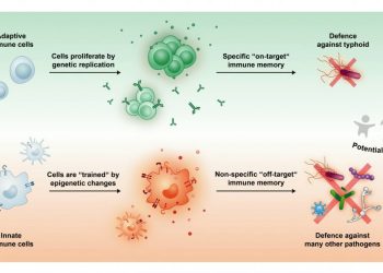 Typhoid vaccine