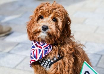 (c) Phil Watson / Wooferendum campaign