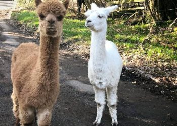 Alpaca - Credit: SWNS