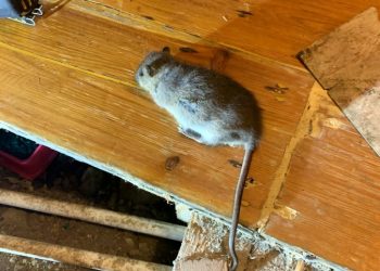 Rat - Credit;SWNS