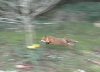 Credit:  Hounds Off and Somerset Wildlife Crime