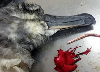 Grey headed albatross autopsy with balloon debris (Lauren Roman)