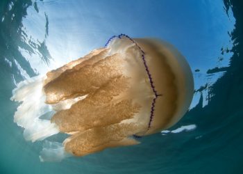 British jellyfish invasion (c) SWNS