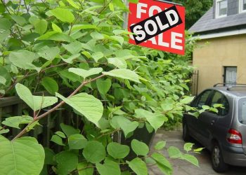 Japanese knotweed along the road