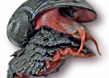 Queen's University Belfast undated handout photo of a scaly-foot snail, known as the sea pangolin, which is the first species at risk of extinction due to potential deep sea mining by humans, researchers have discovered.