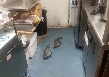 In this July 15, 2019, photo, penguins make their way a sushi shop in Wellington, New Zealand. A pair of "vagrant" blue penguins have been forcibly removed after waddling into a New Zealand sushi shop and refusing to leave. (Shawnee Kim via AP)