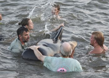 Georgia Department of Natural Resources personnel and beachgoers struggle to keep a short-fin pilot whale from crashing into the seawall on St. Simons Island, Ga., Tuesday, July16, 2019. Dozens of pilot whales beached themselves on a Georgia shore and most were rescued by authorities and onlookers who pulled the animals further into the water. (Bobby Haven /The Brunswick News via AP)