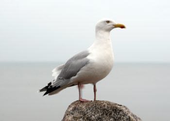 seagull