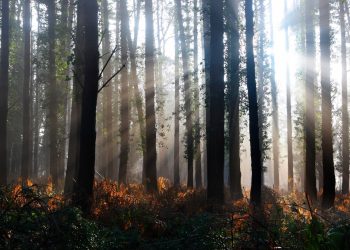 The disease can be passed to humans by ticks, which are common in British woodland (Chris Ison/PA)