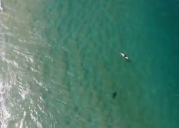 drone spots shark