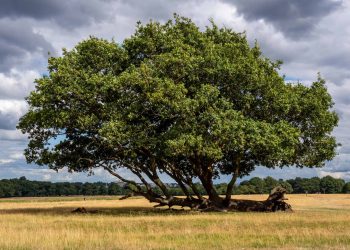 Tree of the year