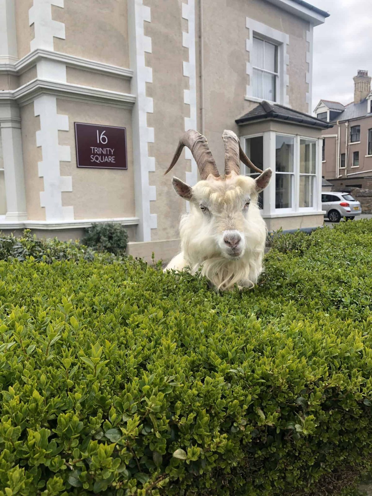 Handout photo dated 30/03/20 taken with permission from the Twitter feed of @AndrewStuart of the goats which have taken over the deserted streets of Llandudno, north Wales, where the residents are in lockdown during the coronavirus pandemic.