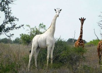 Hirola Conservancy