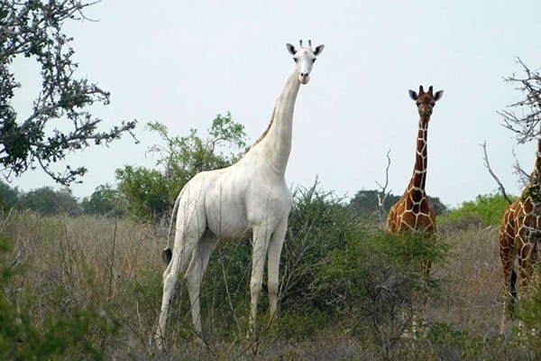 Hirola Conservancy