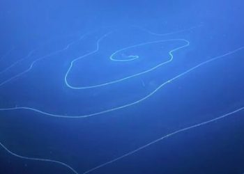 A rare deep-sea hydroid is discovered by Dr Nerida Wilson (Chief Scientist, Western Australian Museum) and her team.