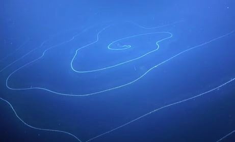 A rare deep-sea hydroid is discovered by Dr Nerida Wilson (Chief Scientist, Western Australian Museum) and her team.
