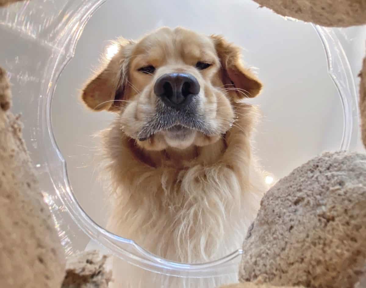 The Comedy Pet Photography Awards 2020
Candice Sedighan
Los Angeles
United States
Phone:
Email:
Title: The moment you realize you’ve gone through half a jar of snacks
Description: Bear’s expression looking into his jar of dog food is far too relatable. I simply cut a hole into the food container, taped my iPhone camera to it, and snapped a shot before he dug in to his tasty meal.
Animal: Bear
Location of shot: Los Angeles