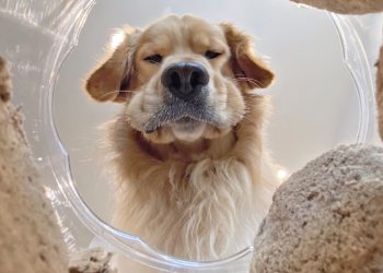 The Comedy Pet Photography Awards 2020
Candice Sedighan
Los Angeles
United States
Phone: 
Email: 
Title: The moment you realize youâ€™ve gone through half a jar of snacks
Description: Bearâ€™s expression looking into his jar of dog food is far too relatable. I simply cut a hole into the food container, taped my iPhone camera to it, and snapped a shot before he dug in to his tasty meal.
Animal: Bear
Location of shot: Los Angeles