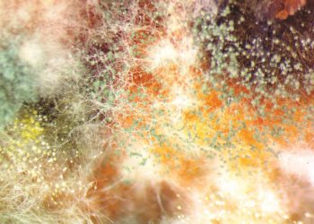 Fermentation as Metaphor ‘Mouldy cornbread with stereoscope’ | Photo: Sandor Katz