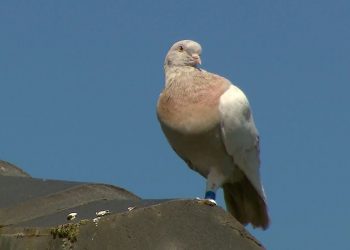The racing pigeon sits on a rooftop in Melbourne, Australia (Channel 9/AP)