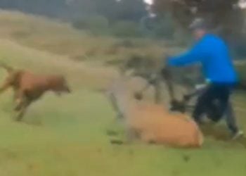 Frame taken from video dated 1/10/2020 and released by London's Metropolitan Police of a red setter dog attacking a deer in Richmond Park. Despite the efforts of passing cyclists the animal suffered significant injuries and was later put down by a gamekeeper. The dog's owner, Franck Hiribarne, 44, from Kingston, pleaded guilty of causing/permitting an animal they were in charge of to injure another animal in a Royal Park and was handed a total fine of £602. Issue date: Monday January 18, 2021.