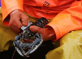 Lobster Fisherman Ross MacLennon Skipper of the "Carrie Anne" boat from Milton Harbour on the Isle of Tiree with deckhand William Walker (wearing hat) measuring the caught Lobster in the Atlantic Ocean